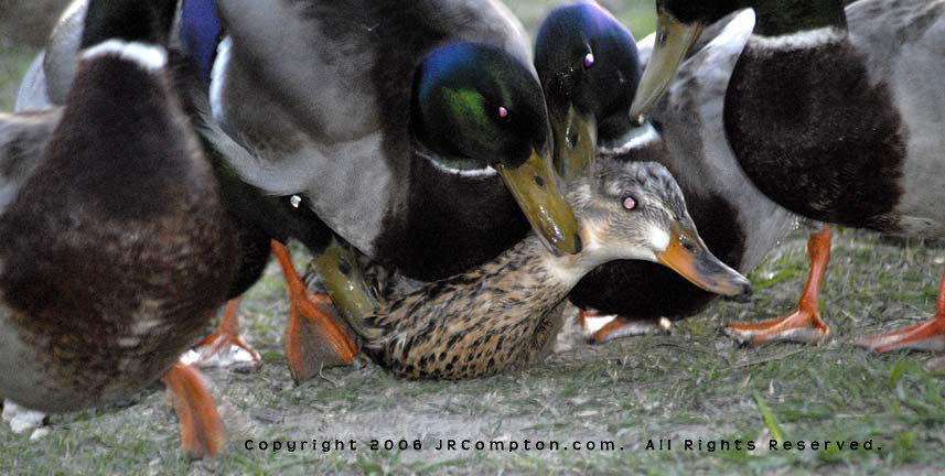 duck-rape_JRC1100.jpg