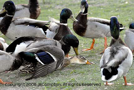 dux-doing-it_JRC1092.jpg