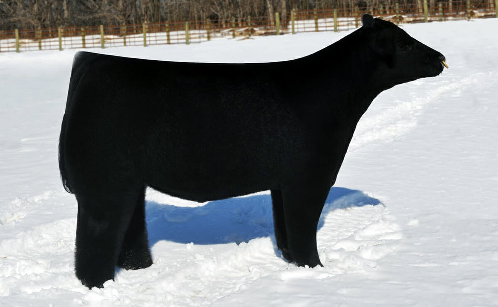 fluffy-cow-hero.jpg