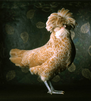 fowl1.png