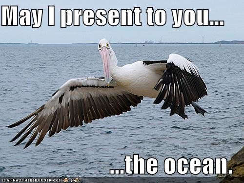 funny-pictures-pelican-shows-you-the-ocean.jpg