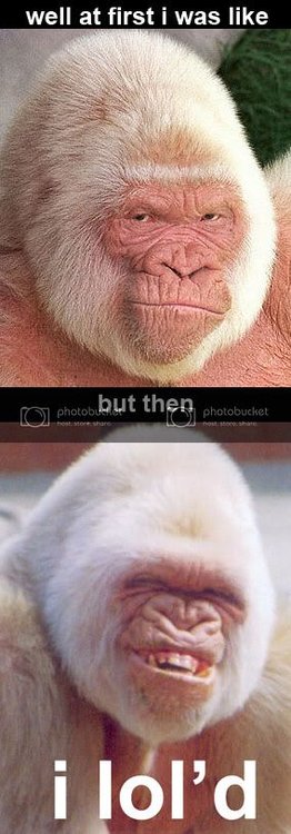 gdsfgfg2ct.jpg
