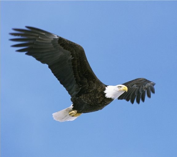 gex-bald-eagle.jpg