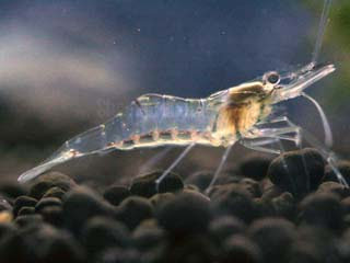 ghost-shrimp.jpg
