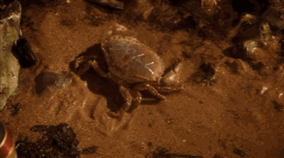 giphy.gif