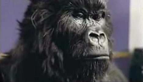 gorillaL1109_468x269.jpg