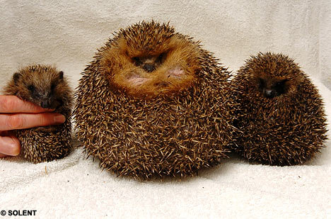 hedgehog1SOLENT_468x309.jpg