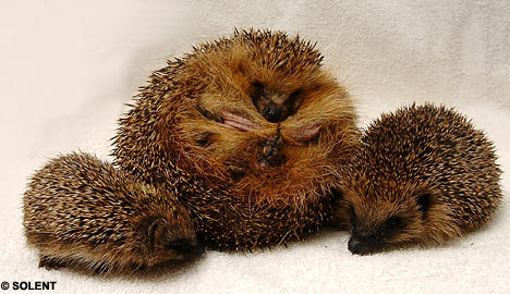 hedgehogSOLENT_468x270.jpg