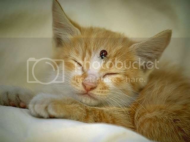 kitten-106.jpg