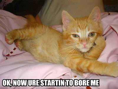 lolcat.jpg