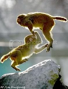 monkeyfrolic_10.jpg