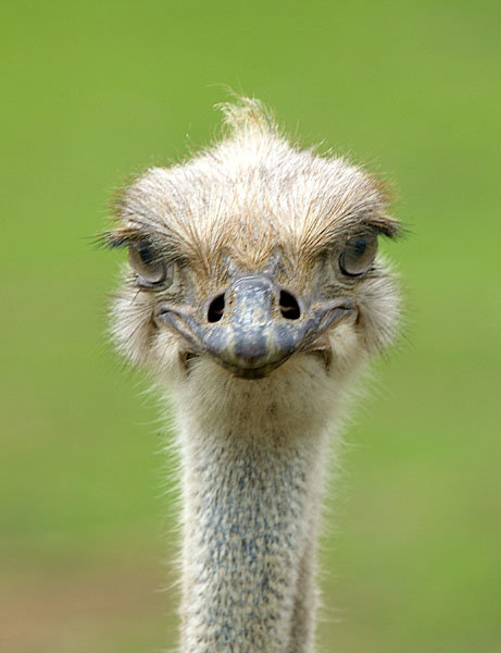 ostrich-743694.jpg