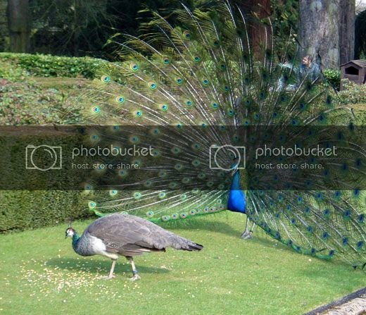 peacock-wooing-peahen1.jpg
