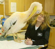 peliLDONALD071206_228x204.jpg