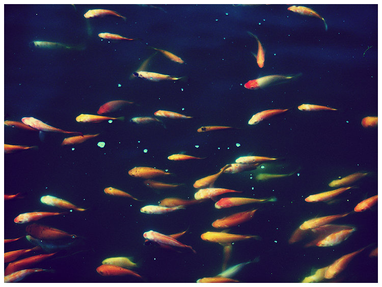 pisces_by_geyl.jpg