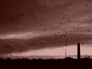 ravens_by_mufficek.jpg