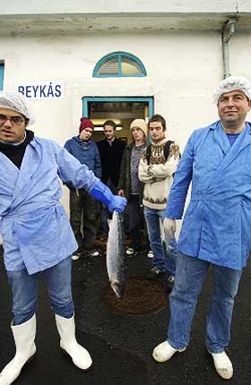 reykjavik2.jpg
