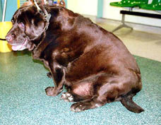 rustyfatdog_228x177.jpg