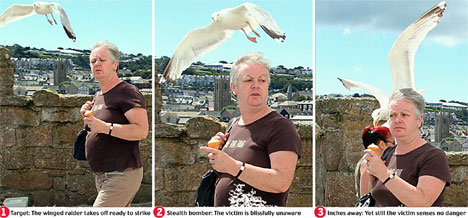 seagull1DM_468x218.jpg