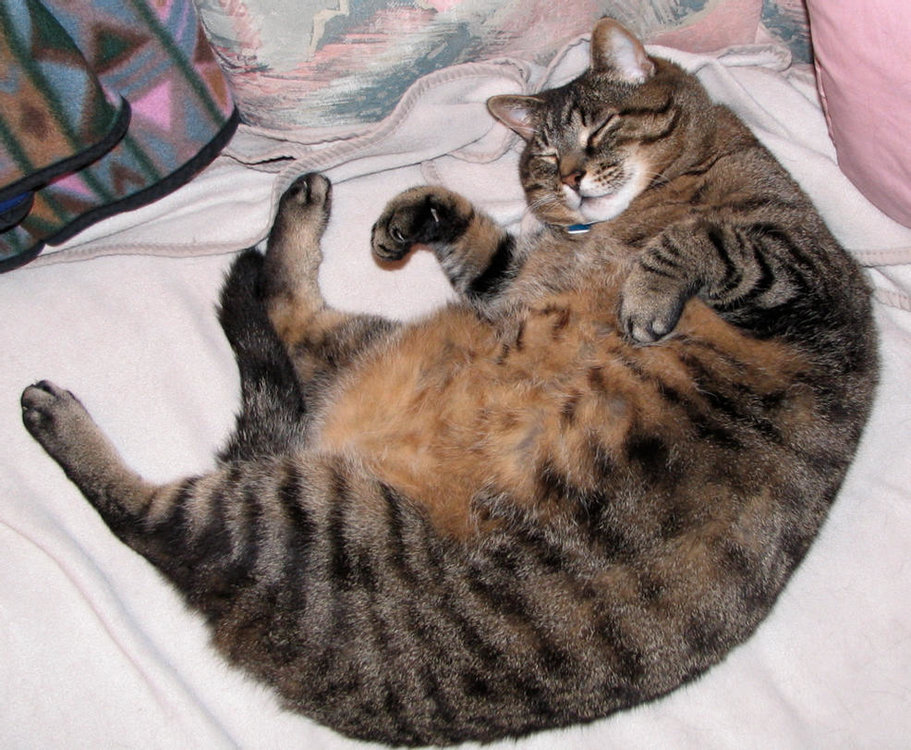 skunk_is_a_fat_cat__by_j_a_x.jpg