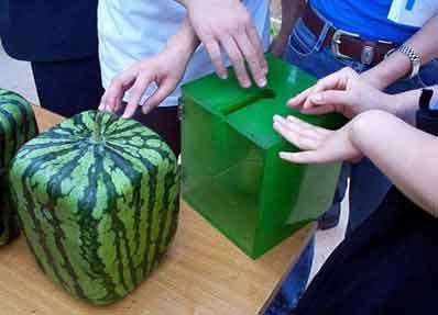 square-watermelons-2.jpg
