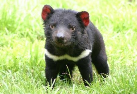 tasmanian-devil.jpg