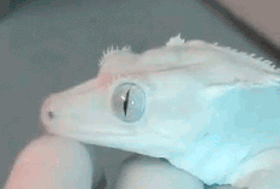 tumblr_inline_mm3f3b5W2v1qz4rgp.gif