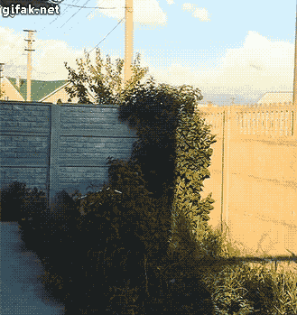 tumblr_inline_nmryz9hbNn1r0vvzn_500.gif