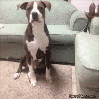 tumblr_inline_nnfk71SUOp1qmhqwj_500.gif