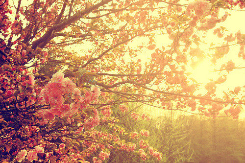 tumblr_lc0rt7r70g1qb5d33o1_500.jpg
