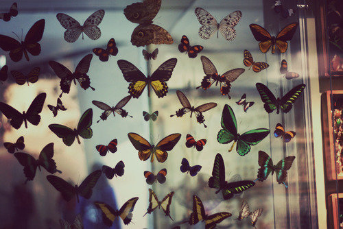 tumblr_lcptt9FEoh1qev2c8o1_500.jpg