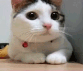 tumblr_lctw3c9xYd1qzzo6g.gif