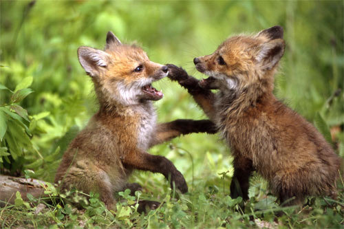 tumblr_leepcniNnr1qf111uo1_500.jpg