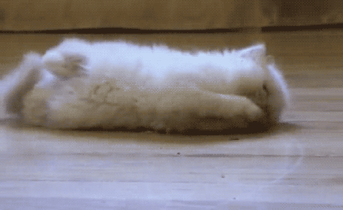 tumblr_lg0qldcyoV1qc629mo1_500.gif