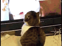 tumblr_lg6azqopAY1qzuj9ho1_250.gif