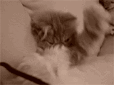 tumblr_lg7tm0NadK1qzuj9ho1_250.gif