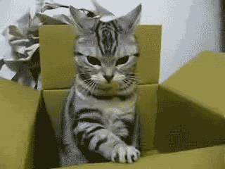 tumblr_lj8xq3fyRR1qc7554.gif