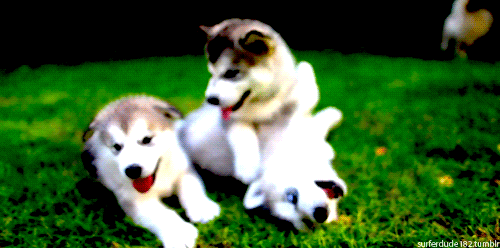 tumblr_lps6ykhWAP1qbxpeso1_r1_500.gif