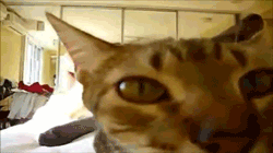 tumblr_lqg5ymMaBT1qdt23mo3_250.gif