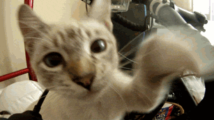 tumblr_lsasfdEwkN1r3qbvao1_400.gif