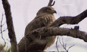 tumblr_m5btxmmzDq1r2tpfd.gif