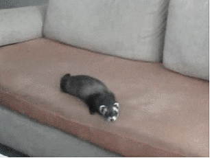 tumblr_mkfzrvwo4a1s8mx1vo1_400.gif