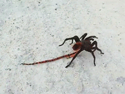 tumblr_mpbiluE8TN1sw4meto1_250.gif