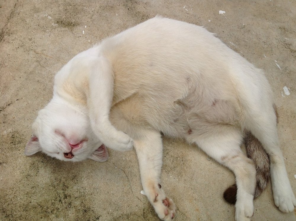 tumblr_mt4lqd8ipl1r3nhruo1_1280.jpg