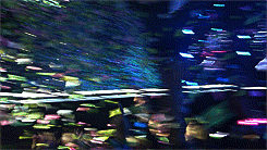tumblr_n2t93gIZq71qd03kzo8_250.gif