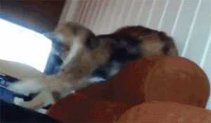 tumblr_nbpxqtQqKE1tficwmo7_400.gif