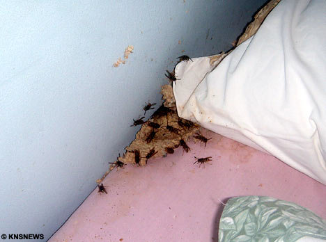 waspsKNSNEWS_468x348.jpg