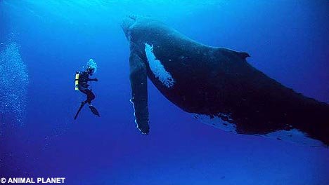 whale_468x264.jpg