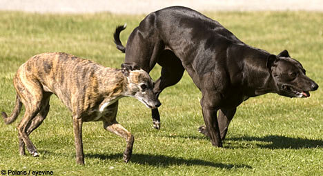 whippetDM1207_468x255.jpg